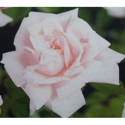 Climbing Rose 'New Dawn' 3L