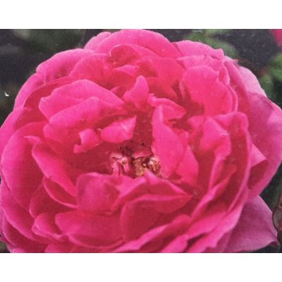 Climbing Rose 'Pink Cloud' 3L