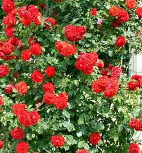 Climbing Rose 'Porthos' - 4.5L - 175cm