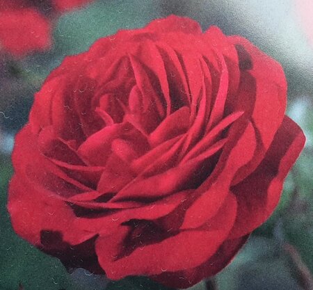 Climbing Rose 'Profumo Red' - 4.5L - 175cm