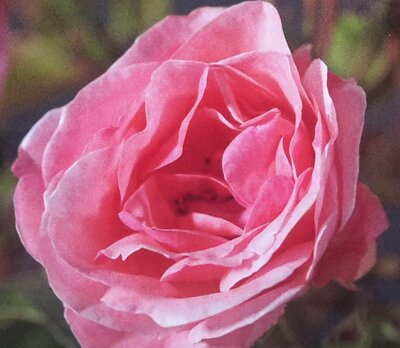 Climbing Rose 'Queen Elisabeth' - 4.5L - 175cm