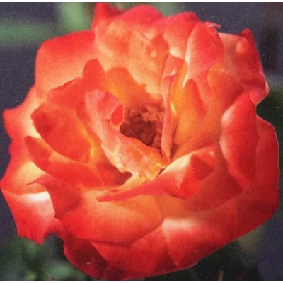 Climbing Rose 'Rumba' 3L