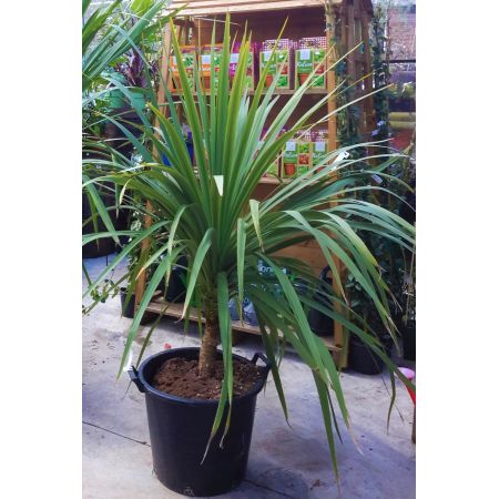 Cordyline Australis- 1.4m