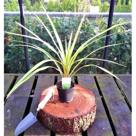 Cordyline Australis 1L