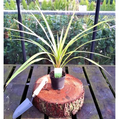 Cordyline Australis 1L