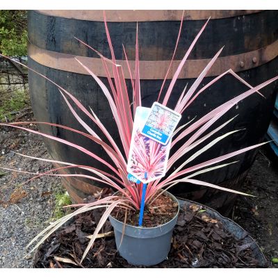 Cordyline australis 'Charlie Boy' 2L