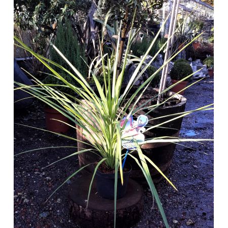 Cordyline Australis 'Jive' 2L