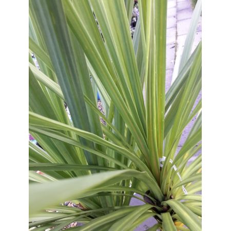 Cordyline Australis - Multi Stem - 1.25m -  25L