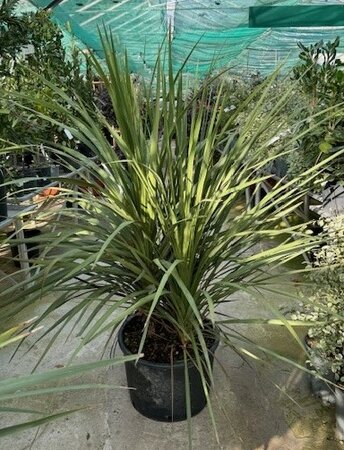 Cordyline Australis Multistem - 30L (3 stems)