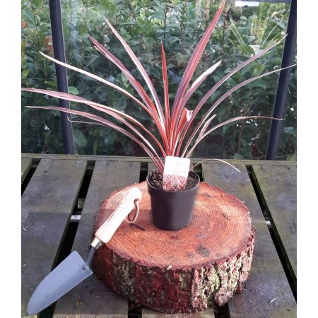 Cordyline Australis Red Star 1L