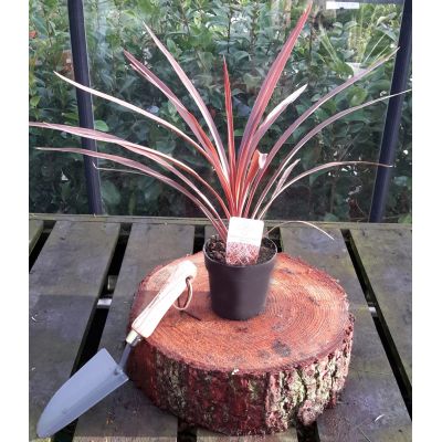 Cordyline Australis Red Star 1L