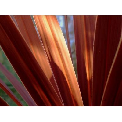 Cordyline Australis Red Star 2L - image 2