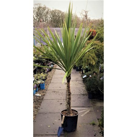 Cordyline Australis Single Stem - 9L