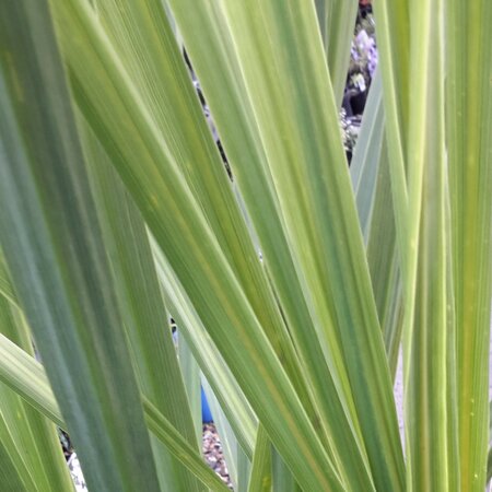 Cordyline Indivisa  - 35L - 1.7m - Double Stem