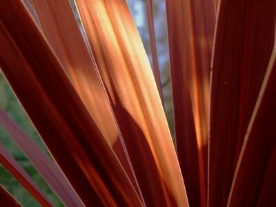 Cordyline Indivisa Red Star - 15L - 110cm