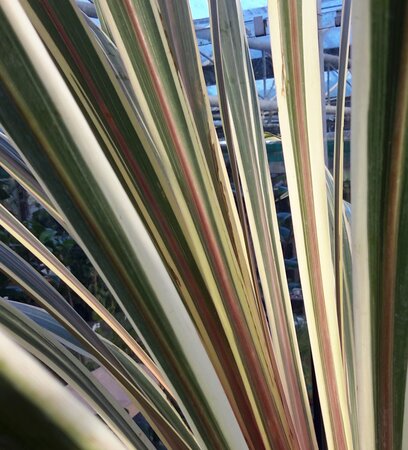 Cordyline Indivisa Torbay Dazzler - 15L - 1m