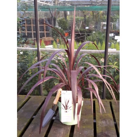 Cordyline Obtecta Superstar 5L - image 1