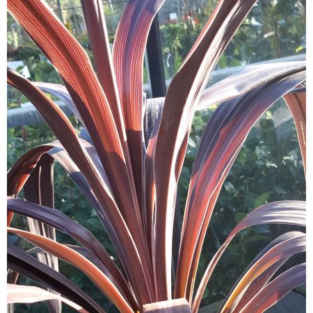 Cordyline Obtecta Superstar 5L - image 2