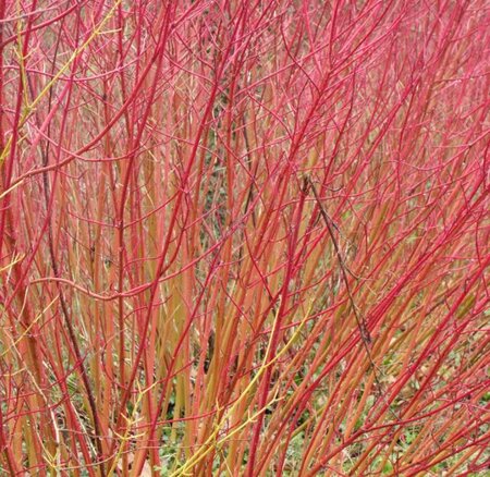 Cornus Sanguinea Mid-Winter Fire - 9L - 1.1m