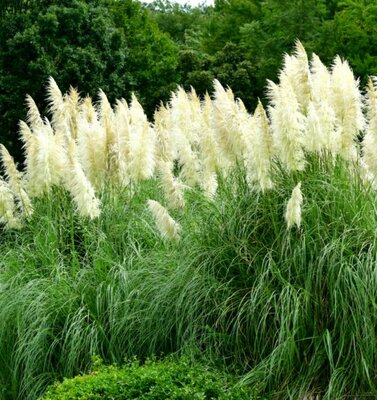 Cortaderia Selloana - 9L  - 1m