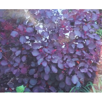 Cotinus Coggygria Dusky Maiden Londus 18L (Smoke Bush)