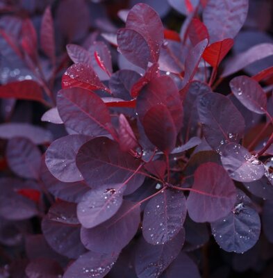 Cotinus Coggygria Royal Purple  - 15L - 1.5m