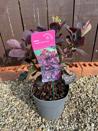 Cotinus Coggygria Royal Purple - 2L (Smoke Bush) - image 1