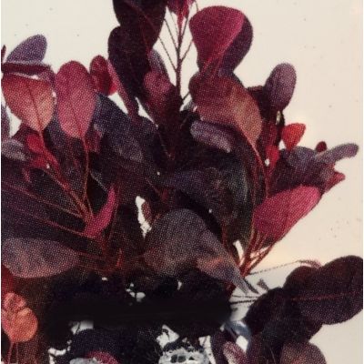 Cotinus Coggygria Royal Purple - 2L (Smoke Bush) - image 2