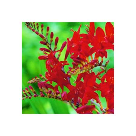 Crocosmia 'Lucifer'  2L