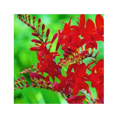 Crocosmia 'Lucifer'  2L