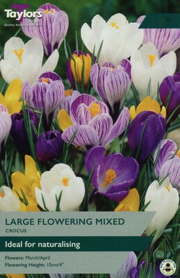 Crocus Mixed