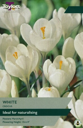 Crocus White