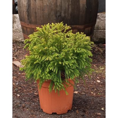 Cryptomeria Japonica Globosa Nana - 9L  (Japanese Cedar)