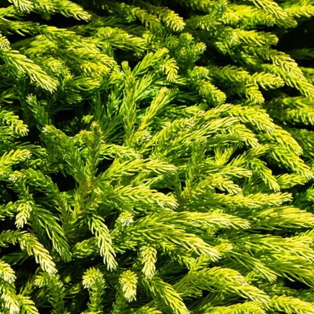 Cryptomeria Japonica Globosa Nana - Ball - 18L - 40cm