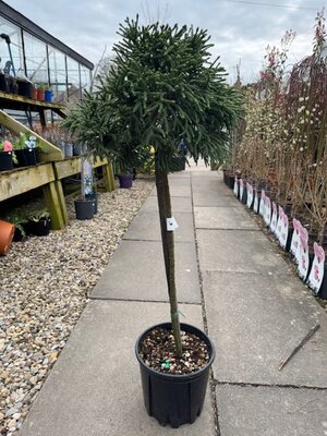 Cryptomeria Japonica Little Champion 10L - 1/4 Std.