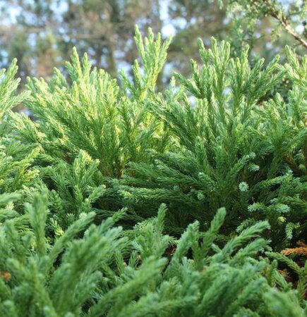 Cryptomeria Japonica Little Diamond - 9L - 1/2 Std - 50cm clear stem