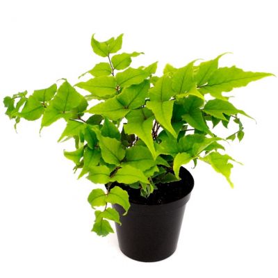 Crytomium Fortunei Var. Clivicola - 3.5L (Dwarf Japanese Holly fern)