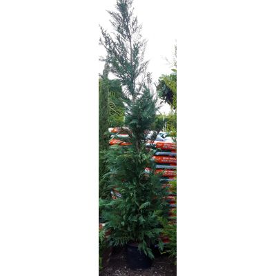 Cupressocyparis Leylandii - 2.5m - 30L