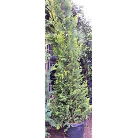 Cupressocyparis Leylandii Castlewellan Gold - 2m