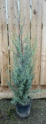 Cupressus Arizonica - 9L - 120cm