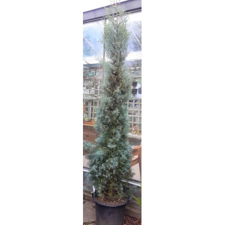 Cupressus Arizonica Fastigiata - 2m