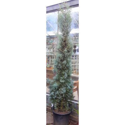 Cupressus Arizonica Fastigiata - 2m