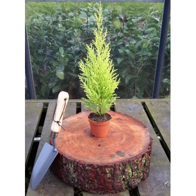 Cupressus Goldcrest Wilma 0.5L