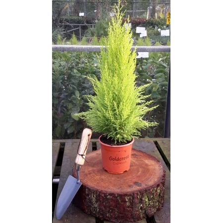 Cupressus Goldcrest Wilma 1L