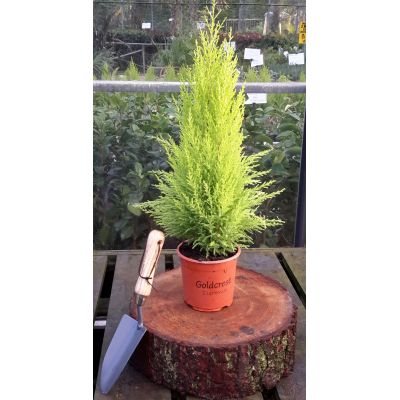 Cupressus Goldcrest Wilma 1L