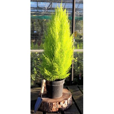 Cupressus Goldcrest Wilma 5L