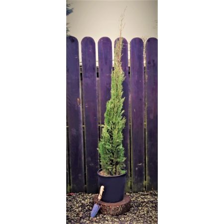 Cupressus Sempervirens 18L - image 1