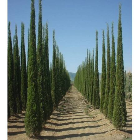 Cupressus Sempervirens 18L - Windlestone Nursery & Garden Centre in ...