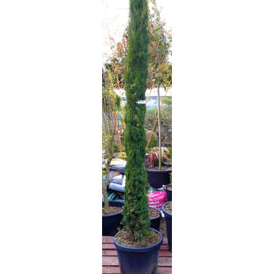 Cupressus Sempervirens Pyramidalis  - 2.5m