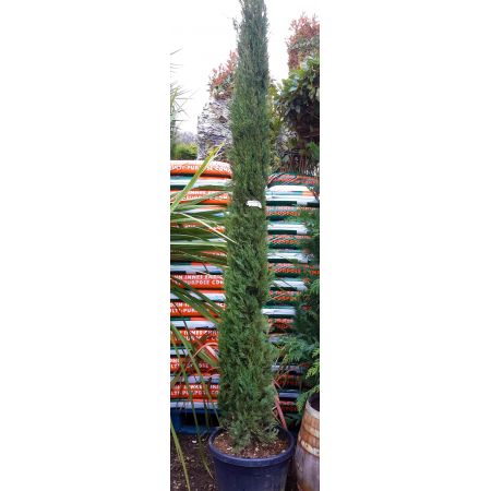 Cupressus Sempervirens Pyramidalis  - 2m